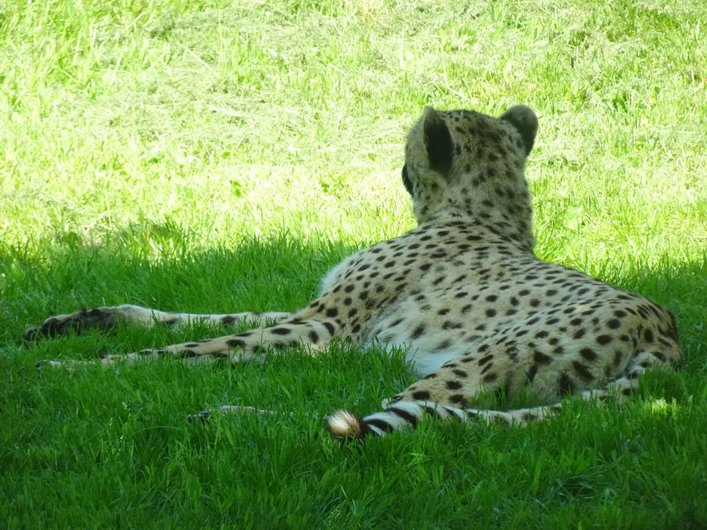 Cheetah at the Dierenrijk zoo