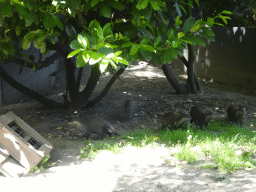 Oriental Small-Clawed Otters at the Dierenrijk zoo