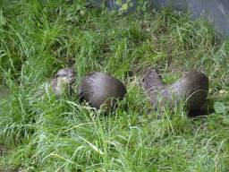 Oriental Small-Clawed Otters at the Dierenrijk zoo