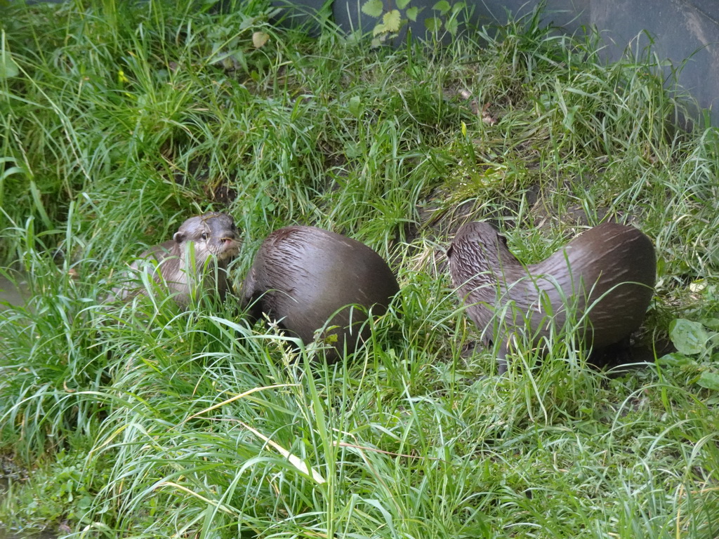 Oriental Small-Clawed Otters at the Dierenrijk zoo