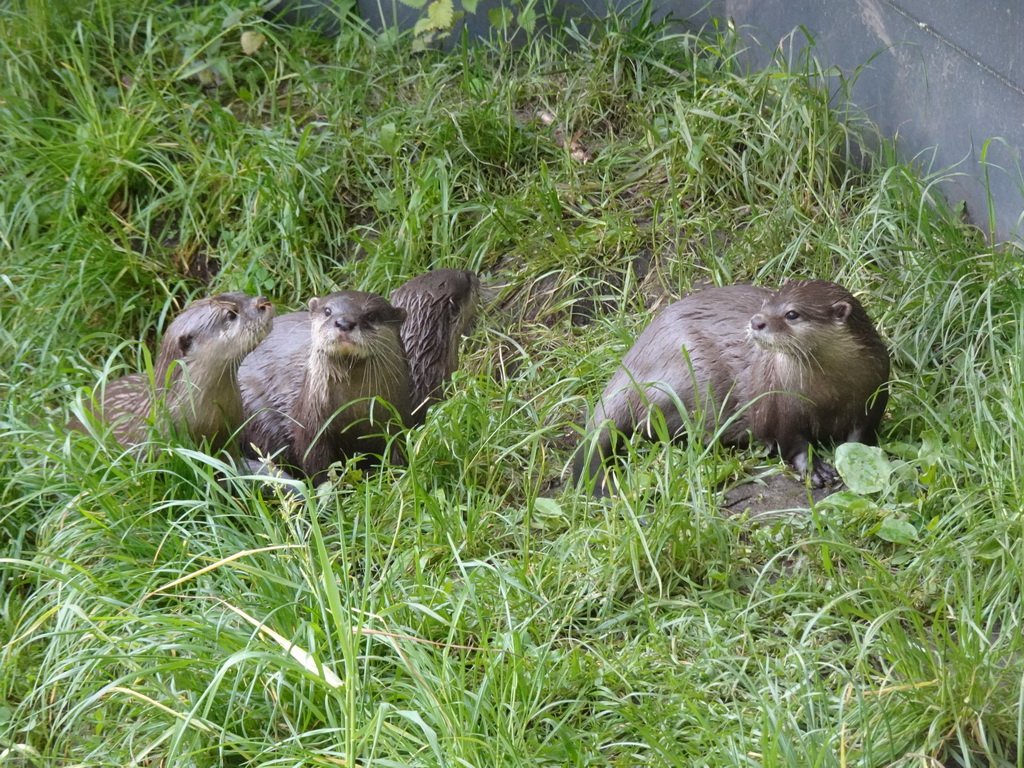 Oriental Small-Clawed Otters at the Dierenrijk zoo