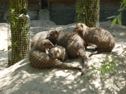 Mongooses at the Dierenrijk zoo