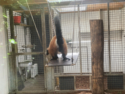 Red Ruffed Lemur at the Dierenrijk zoo