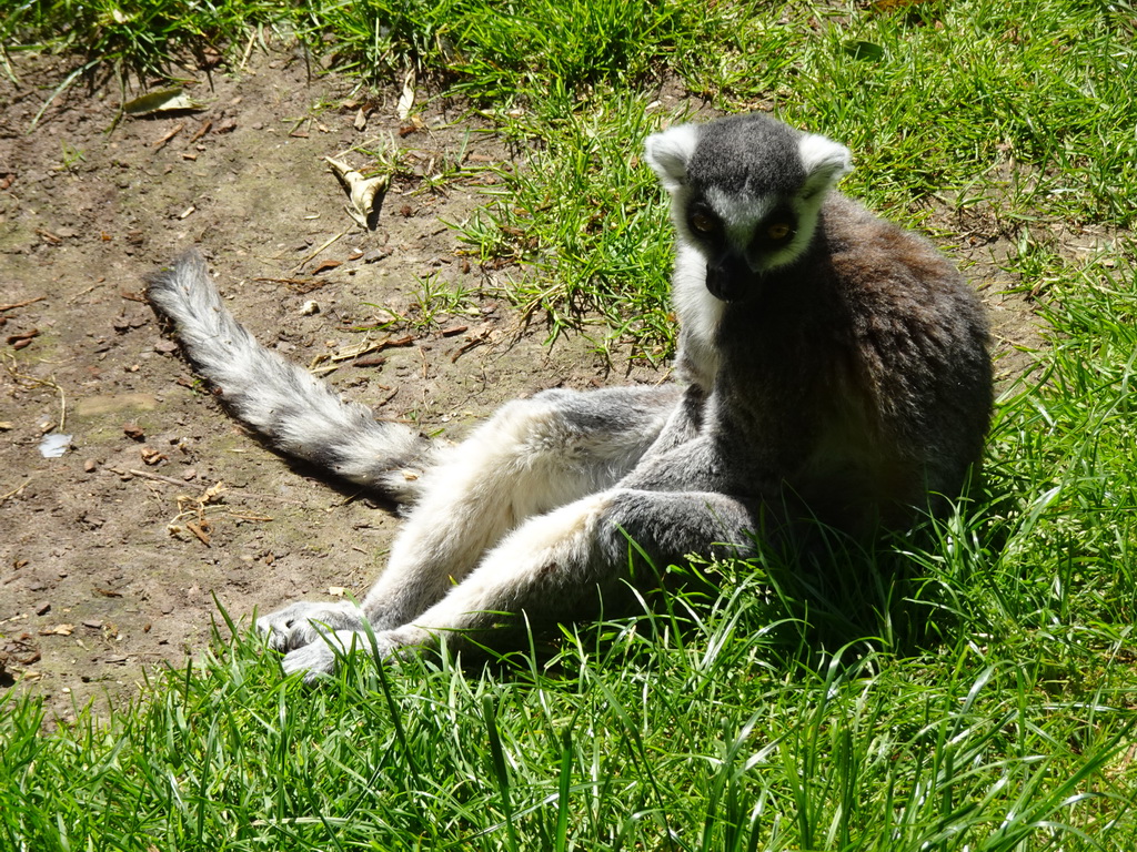 Ring-tailed Lemur at the Dierenrijk zoo