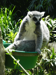 Ring-tailed Lemur at the Dierenrijk zoo