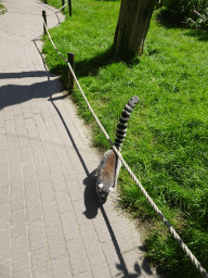 Ring-tailed Lemur at the Dierenrijk zoo