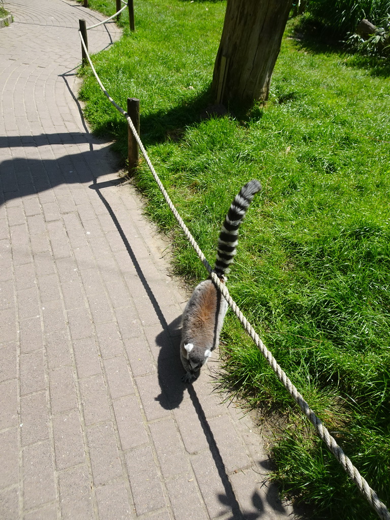 Ring-tailed Lemur at the Dierenrijk zoo