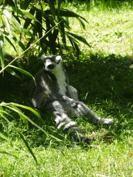 Ring-tailed Lemur at the Dierenrijk zoo