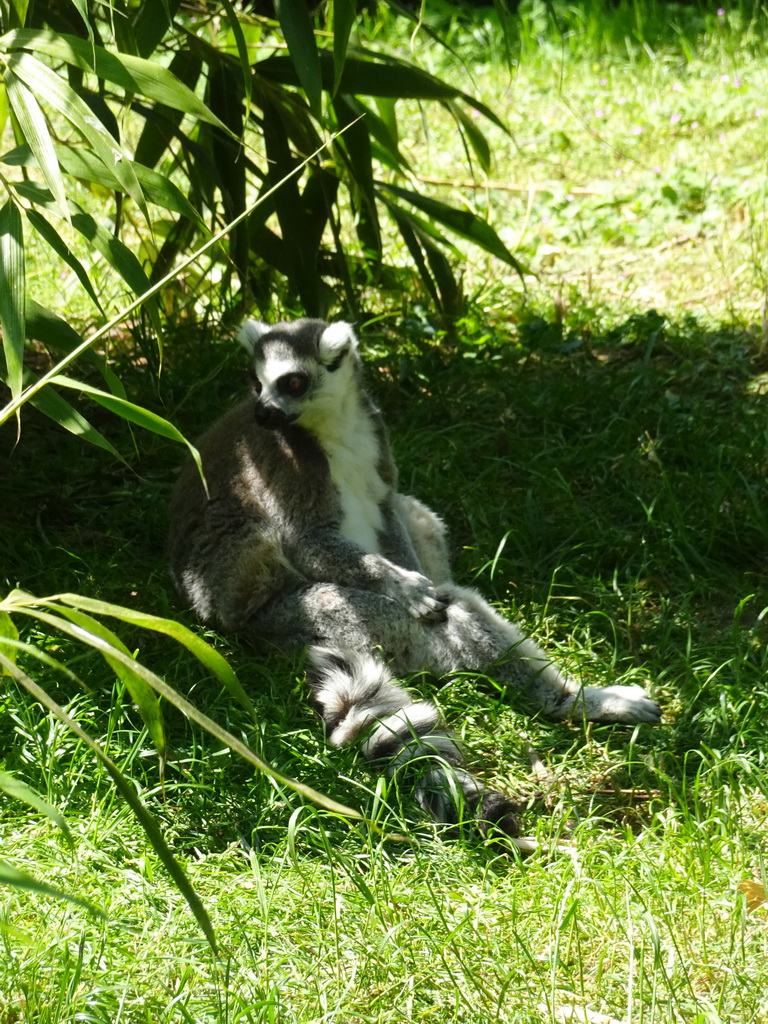 Ring-tailed Lemur at the Dierenrijk zoo