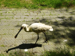 Eurasian Spoonbill at the Dierenrijk zoo