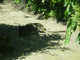 Parma Wallaby at the Dierenrijk zoo