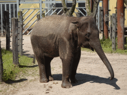 Young Asian Elephant at the Dierenrijk zoo