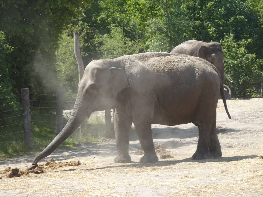 Asian Elephants at the Dierenrijk zoo