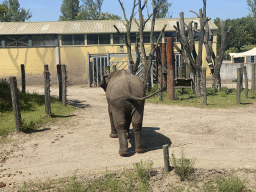 Young Asian Elephant at the Dierenrijk zoo