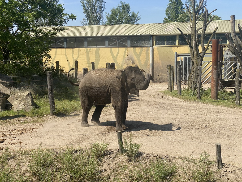 Young Asian Elephant at the Dierenrijk zoo