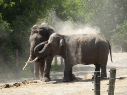 Asian Elephants at the Dierenrijk zoo