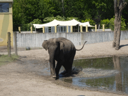 Young Asian Elephant at the Dierenrijk zoo