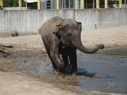 Young Asian Elephant at the Dierenrijk zoo