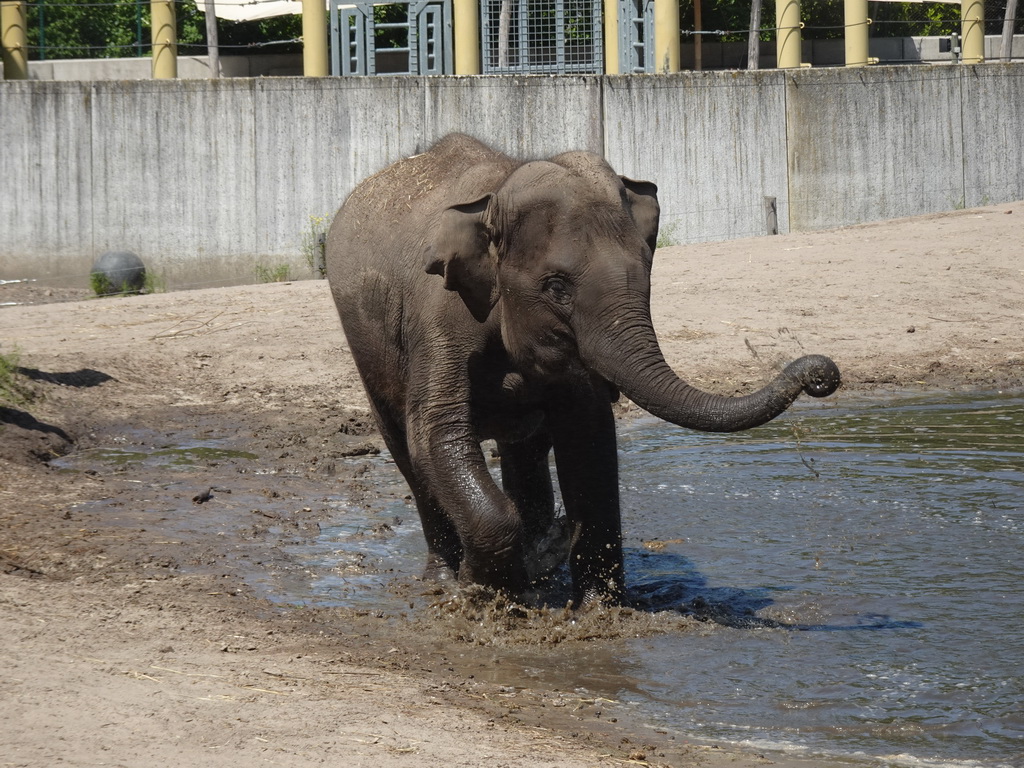 Young Asian Elephant at the Dierenrijk zoo