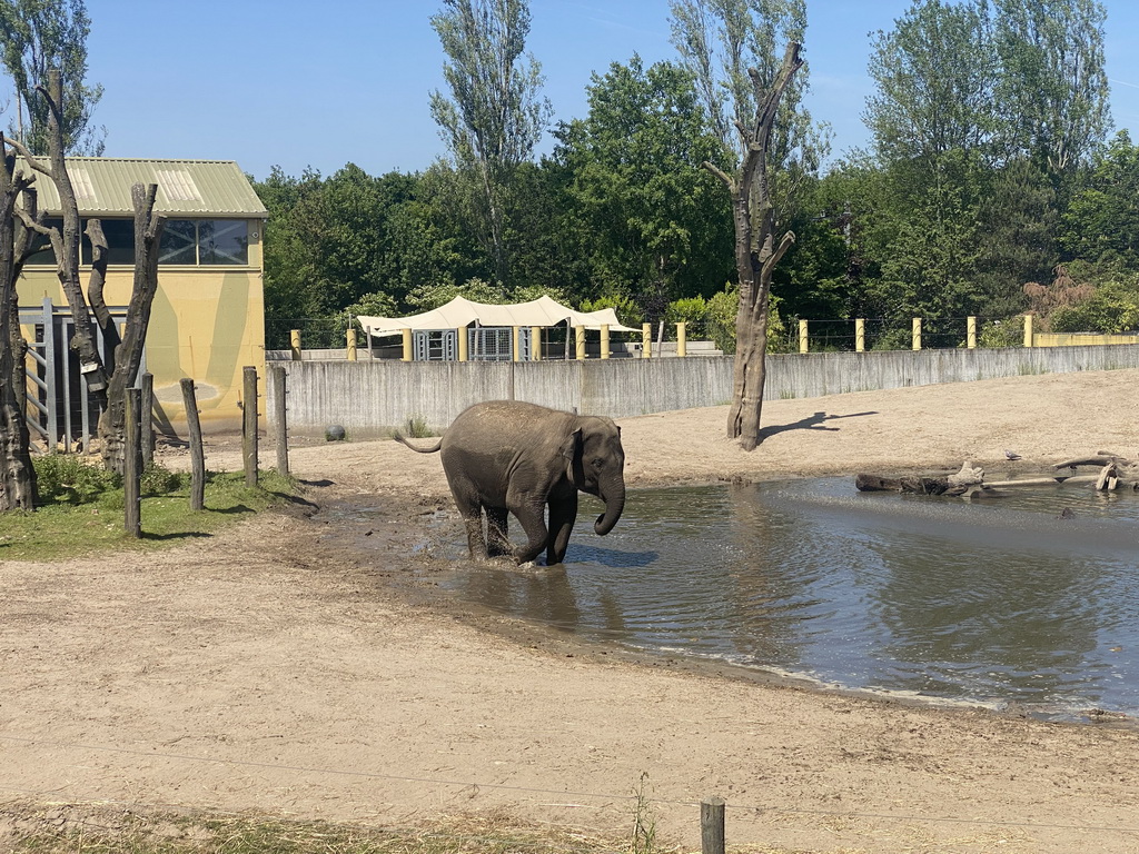 Young Asian Elephant at the Dierenrijk zoo