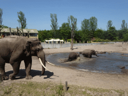 Asian Elephants at the Dierenrijk zoo