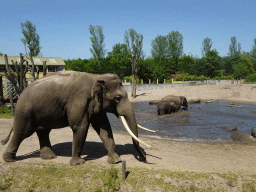 Asian Elephants at the Dierenrijk zoo