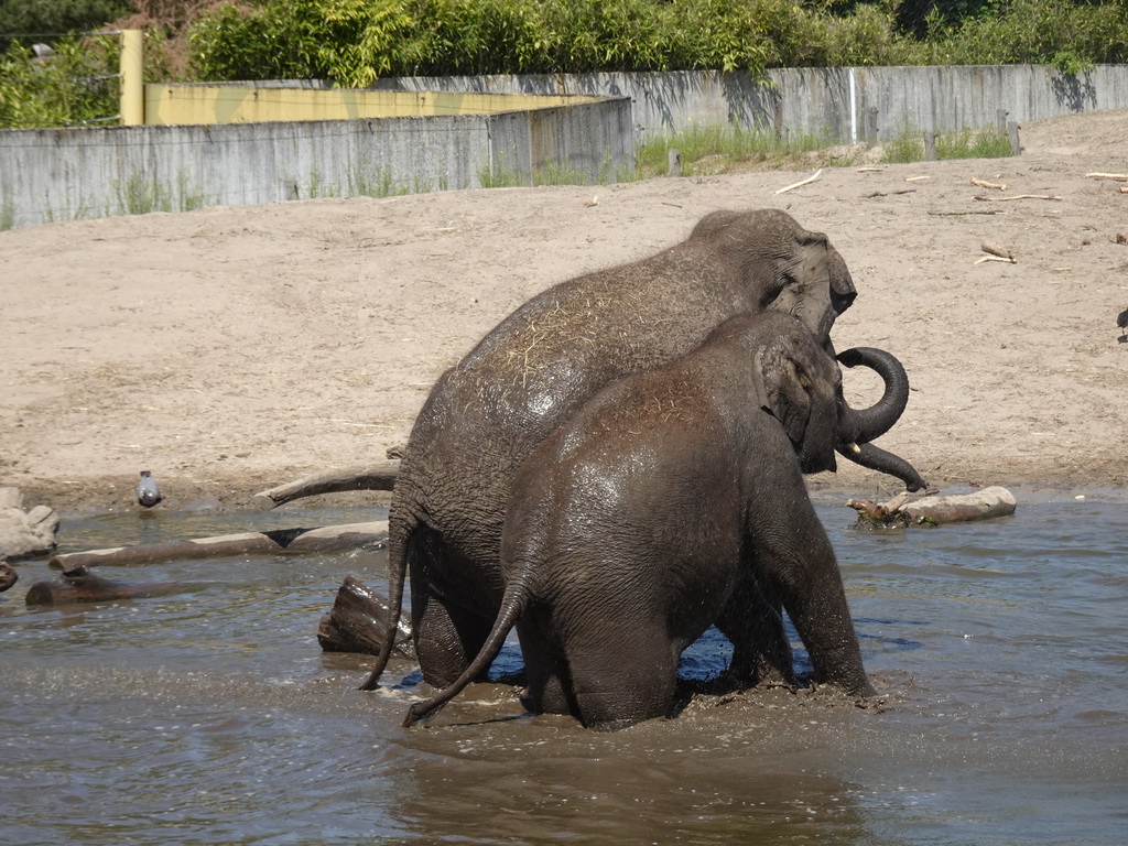 Young Asian Elephants at the Dierenrijk zoo