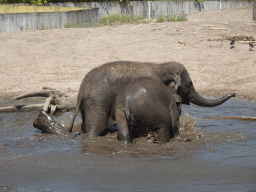 Young Asian Elephants at the Dierenrijk zoo