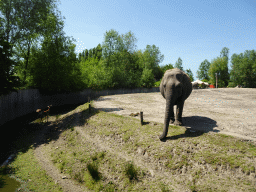 Asian Elephants and Deer at the Dierenrijk zoo