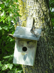 Sparrow at a birdhouse at the playground near the enclosure of the Asian Elephants at the Dierenrijk zoo