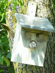 Sparrow at a birdhouse at the playground near the enclosure of the Asian Elephants at the Dierenrijk zoo
