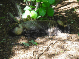 Raccoon Dog at the Dierenrijk zoo