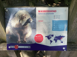 Explanation on the Raccoon Dog at the Dierenrijk zoo