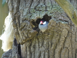 Java Sparrow at the Dierenrijk zoo