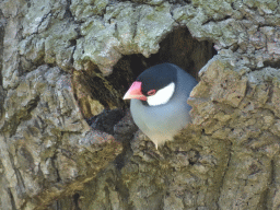 Java Sparrow at the Dierenrijk zoo