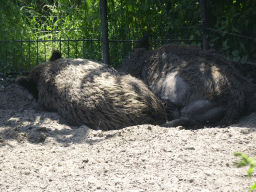 Wild Boar at the Dierenrijk zoo