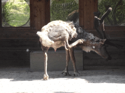 Young Reindeer at the Dierenrijk zoo