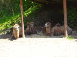 Camels at the Dierenrijk zoo