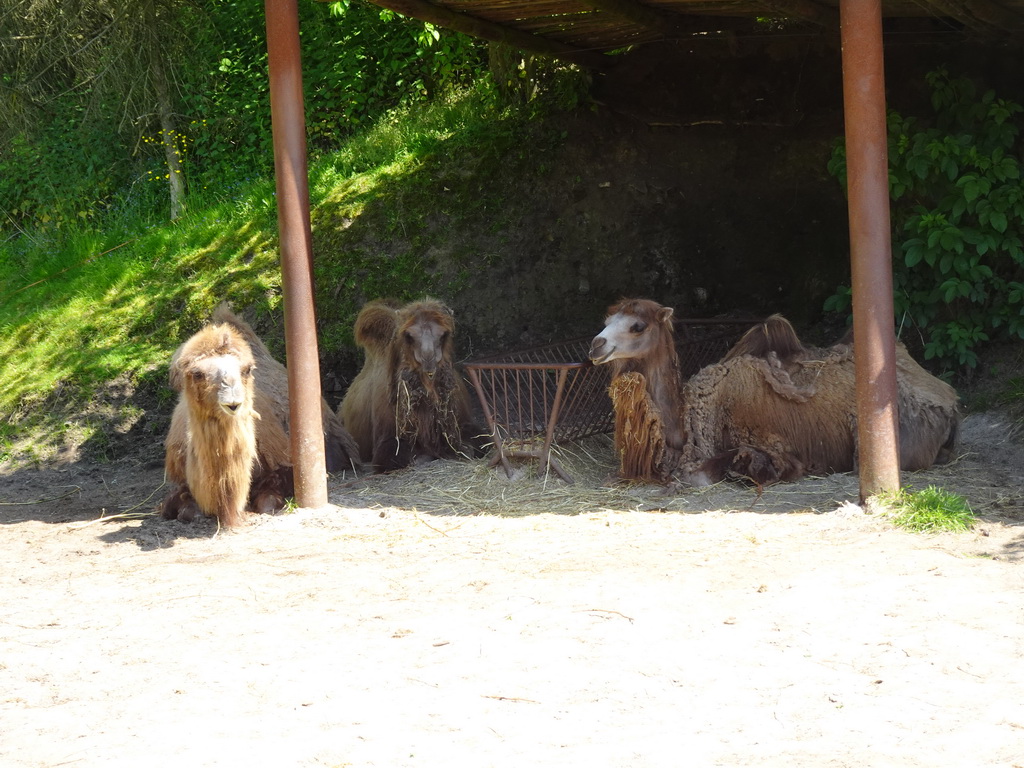 Camels at the Dierenrijk zoo