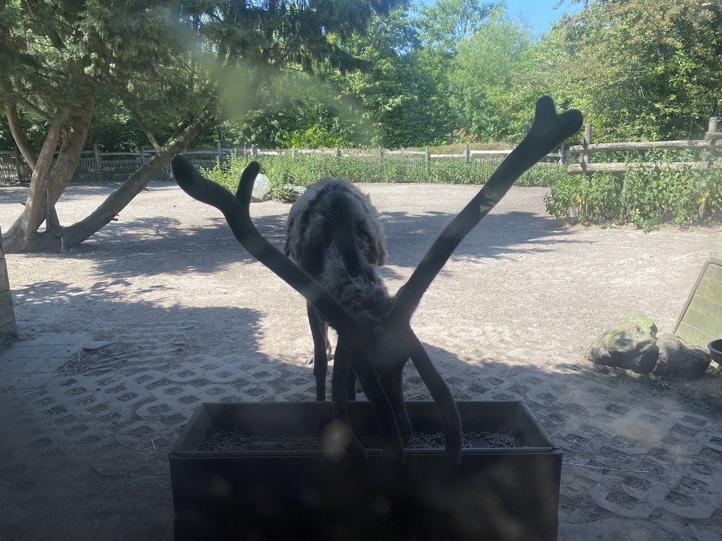 Young Reindeer at the Dierenrijk zoo