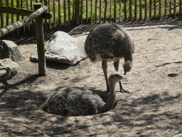 Nandus at the Dierenrijk zoo