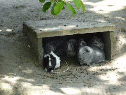Guinea Pigs at the Dierenrijk zoo