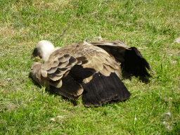 Griffon Vulture at the Dierenrijk zoo