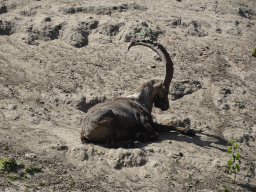 Alpine Ibex at the Dierenrijk zoo