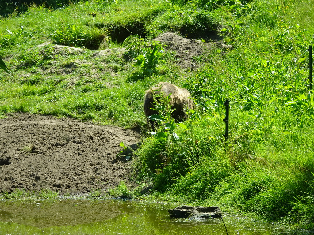 Brown Bear at the Dierenrijk zoo