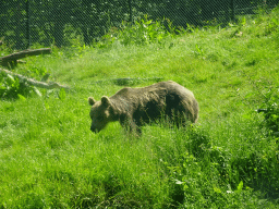 Brown Bear at the Dierenrijk zoo