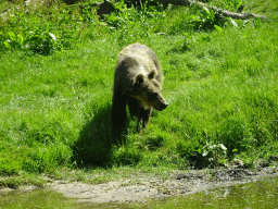 Brown Bear at the Dierenrijk zoo