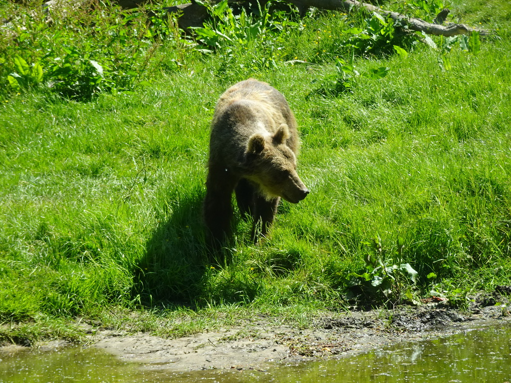 Brown Bear at the Dierenrijk zoo