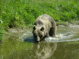 Brown Bear at the Dierenrijk zoo