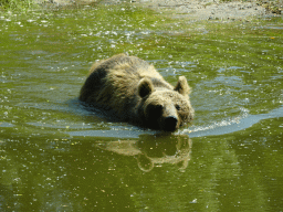 Brown Bear at the Dierenrijk zoo